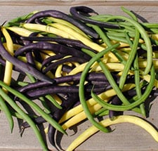 tri-color bush beans