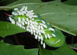 Tomato Hornworm with wasp eggs