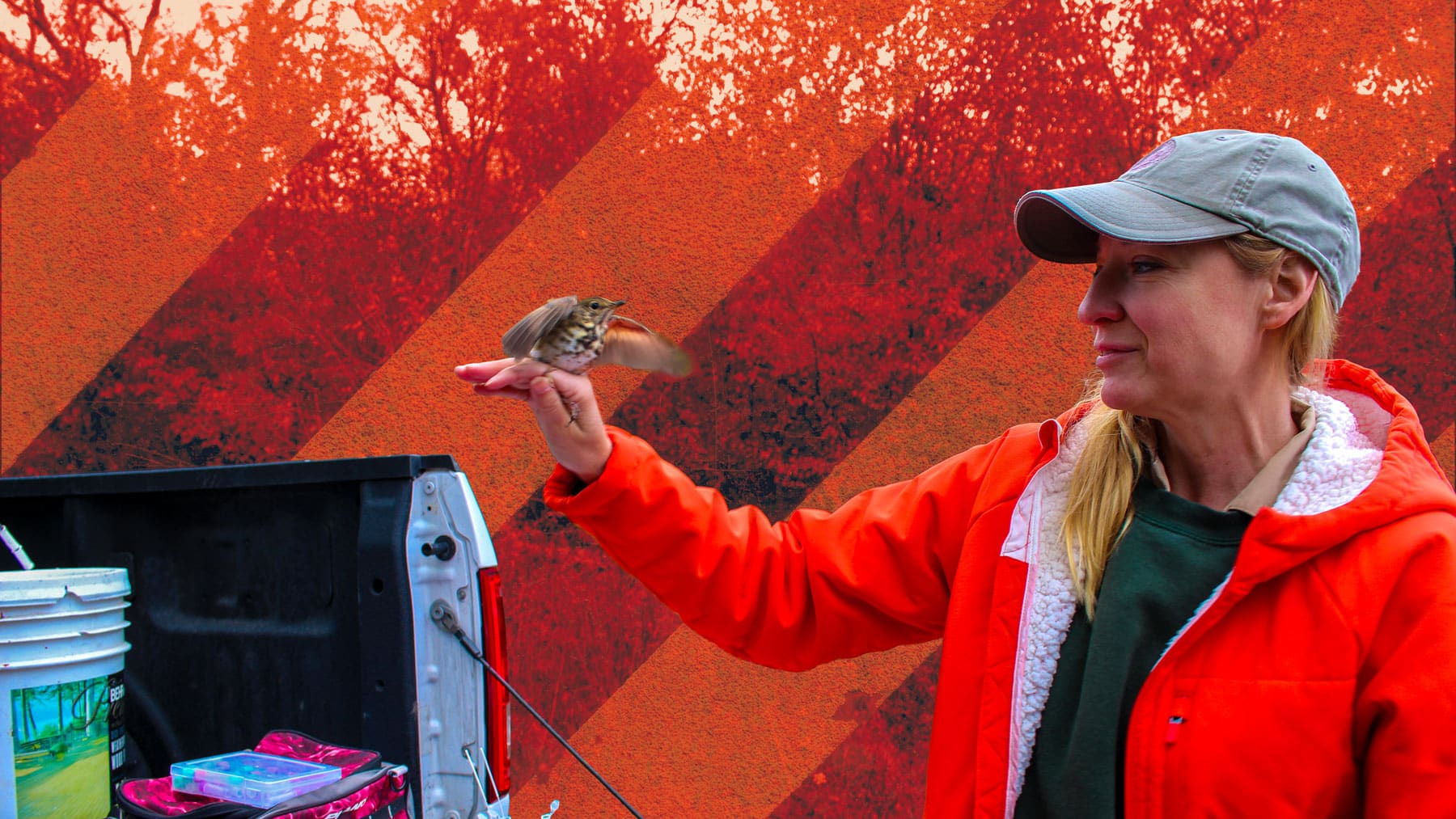 Forest Preserves of Cook County wildlife biologist Samantha Plencner gets ready to release a Swainson’s thrush after examining the bird.