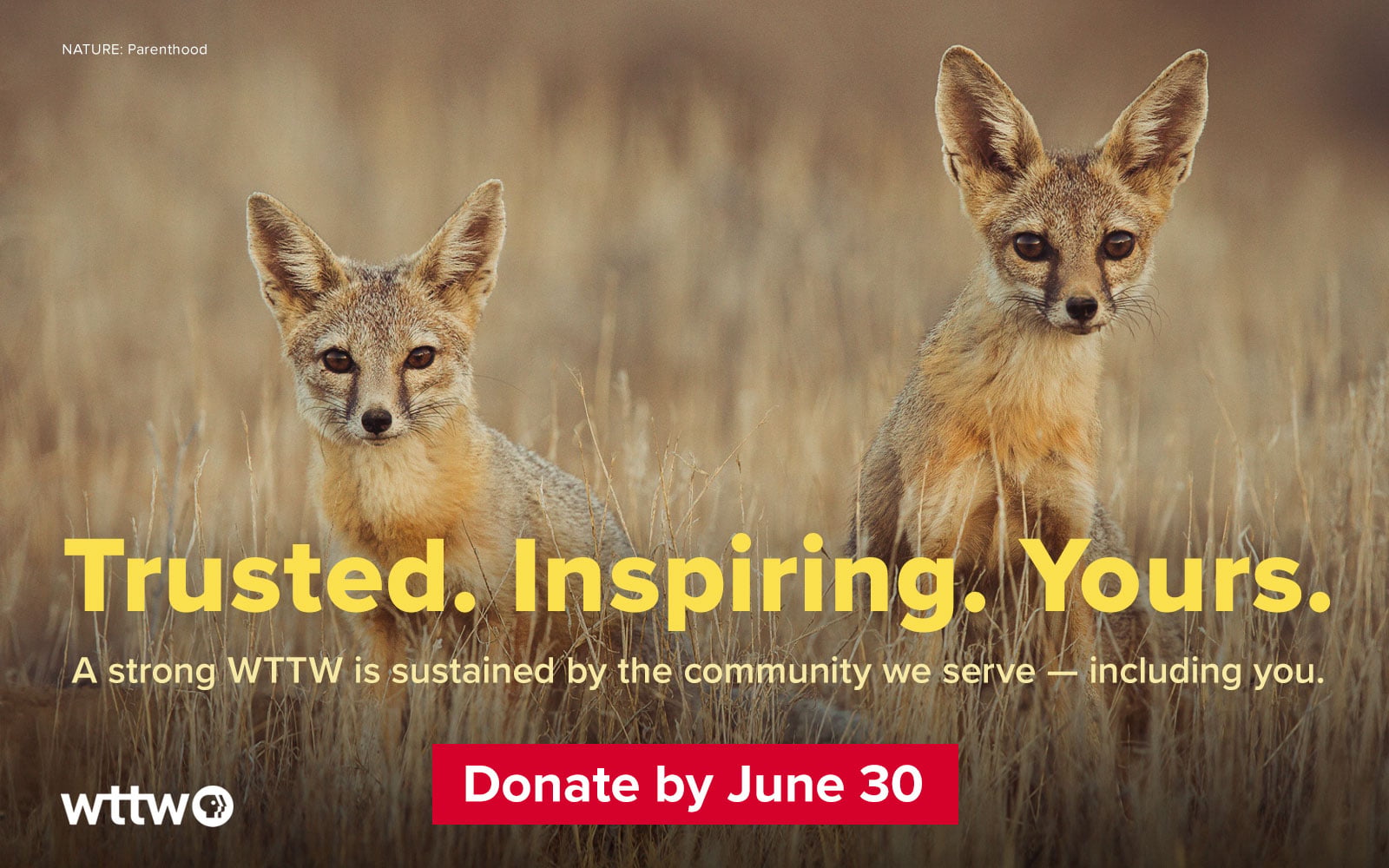 Trusted. Inspiring. Yours. A strong WTTW is sustained by the community we serve - including you.
Donate by June 30. Pictured: NATURE program still of two jackels look toward camera.