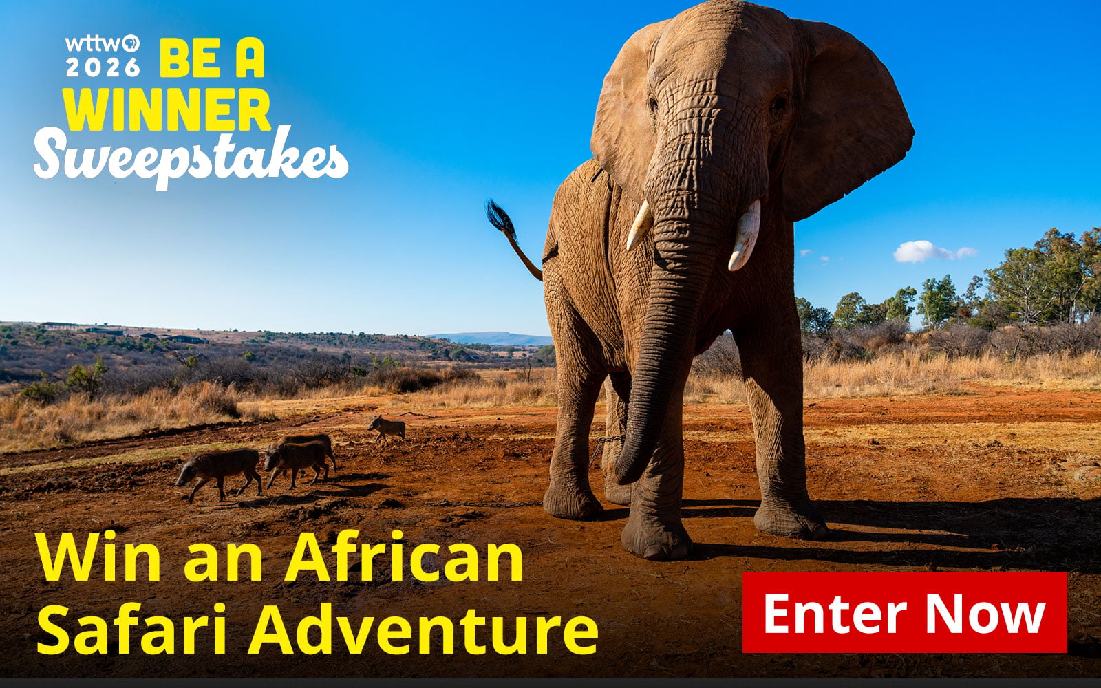 2026
BE A WINNER Sweepstakes – Win an African Safari Adventure. Enter today! Pictured: An elephant and wild boar roaming a savanna.
