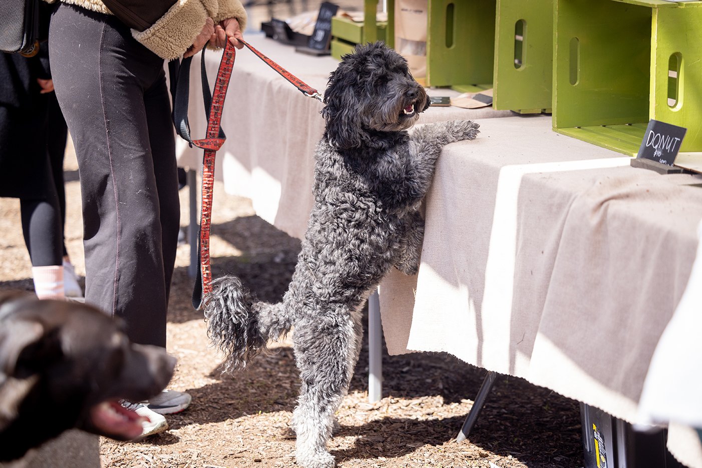 A dog stands and puts its paws on a table outside